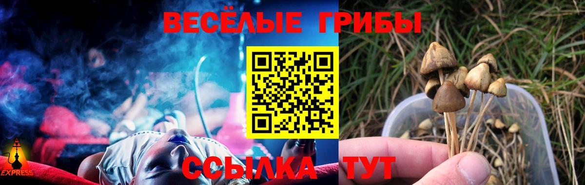 Псилоцибиновые грибы мицелий Энгельс